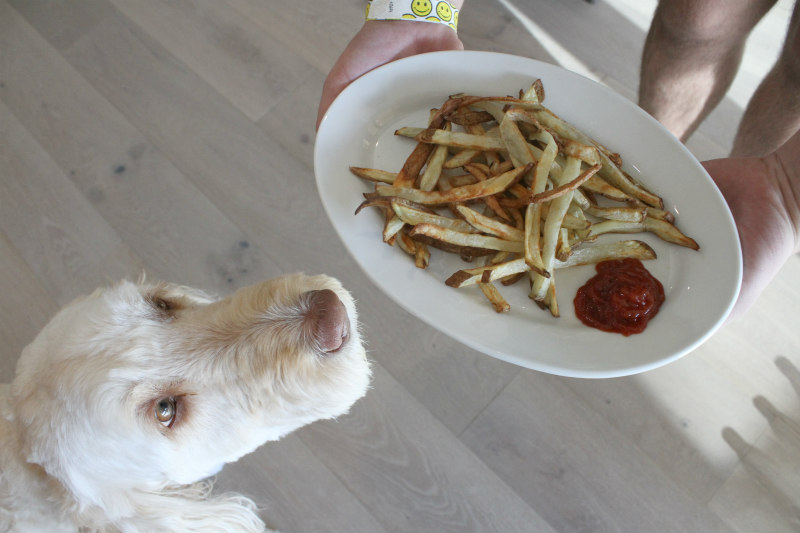 Tessie the labradoodle sniffing air fryer French Fries
