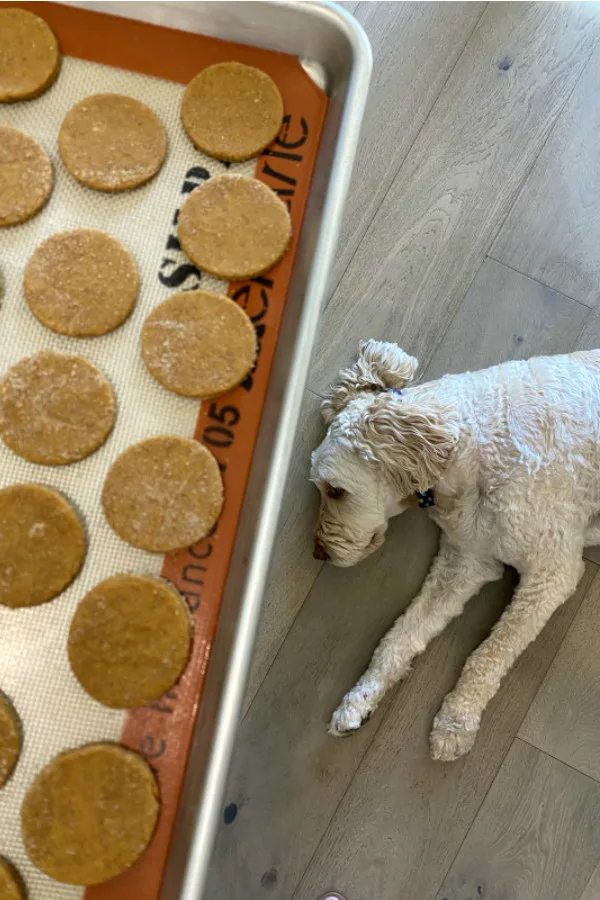 pumpkin peanut butter dog biscuits on a baking sheet with dog sleeping nearby
