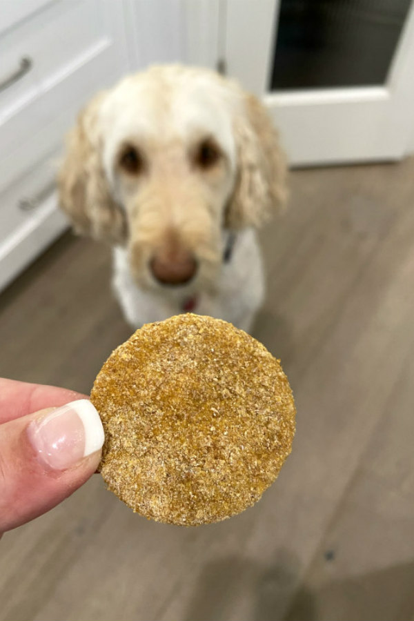 holding a pumpkin peanut butter dog biscuit with dog looking at the biscuit