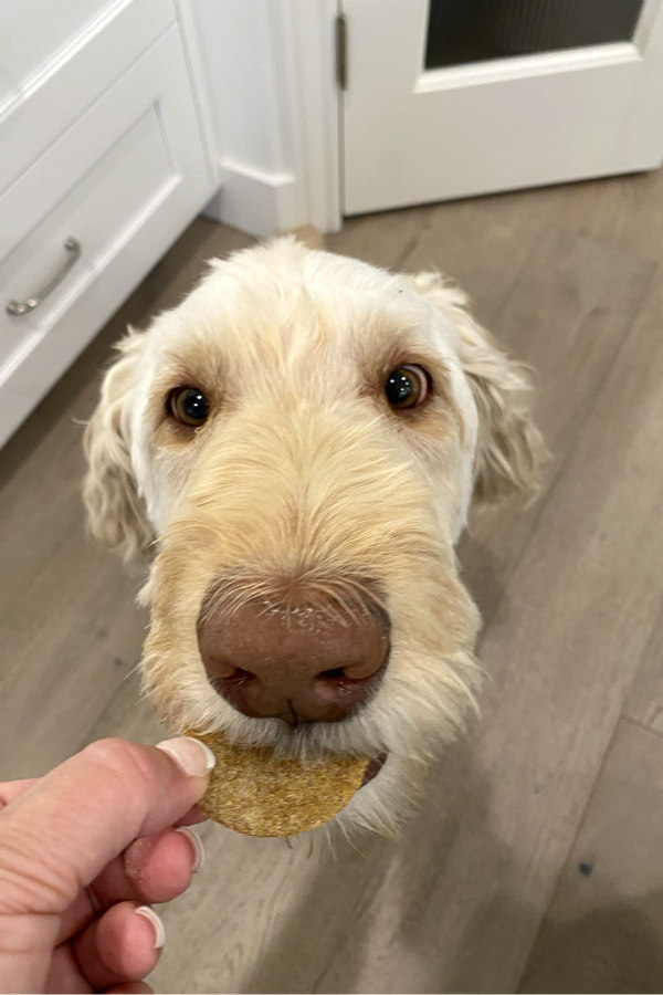 feeding a dog a biscuit