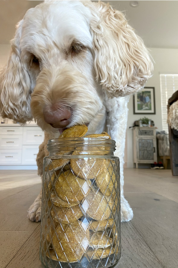 dog eating biscuits out of a jar